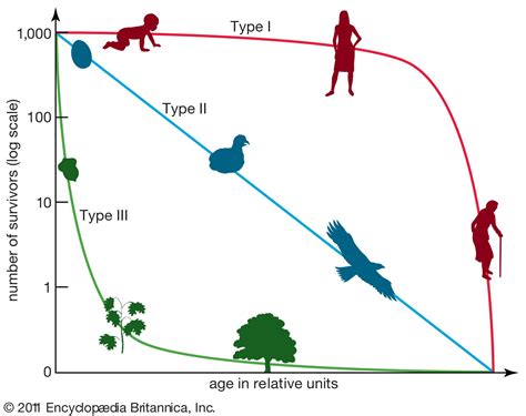 survivorship curves type 2 examples